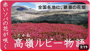 20230919_takaneruby