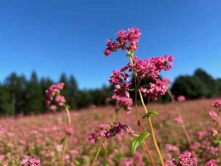 20241014_ruby2