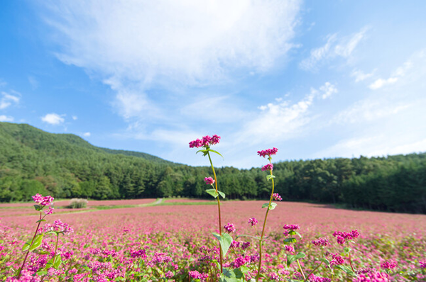 写真：高嶺ルビー2011